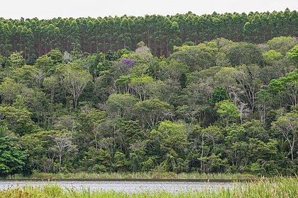 Produção florestal cresce na Bahia, mas gera menos valor