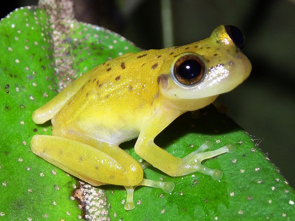 Espécies de perereca que podem ajudar no combate a dengue são