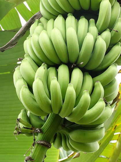 Fungo agressivo chega à América do Sul e ameaça bananas 