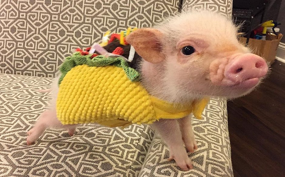 Mini porco de estimação é fofo e esperto, mas chora alto como bebê ...