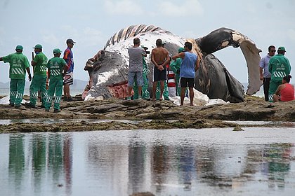 Garis e populares com baleia jubarte na praia da Pedra Furada