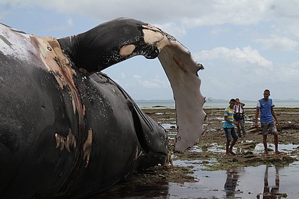 Por que tantas baleias encalharam no Brasil em 2017? 