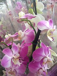 A orquídeas Phalaenopsis é uma das espécies cultivada na Bahia