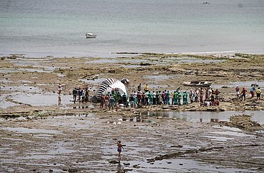Baleia jubarte na praia da Pedra Furada