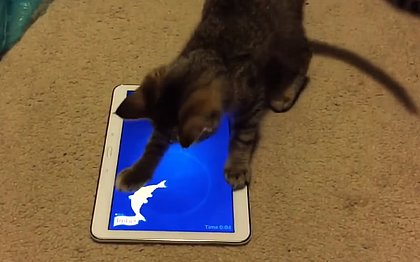 Gatos podem realmente ficar encantados pelos tablets