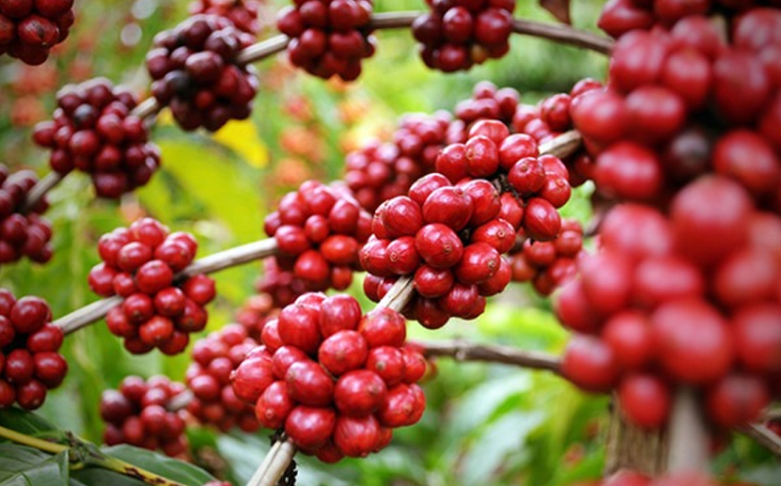 Café em grãos produzido no Oeste também está em processo de reconhecimento adiantado