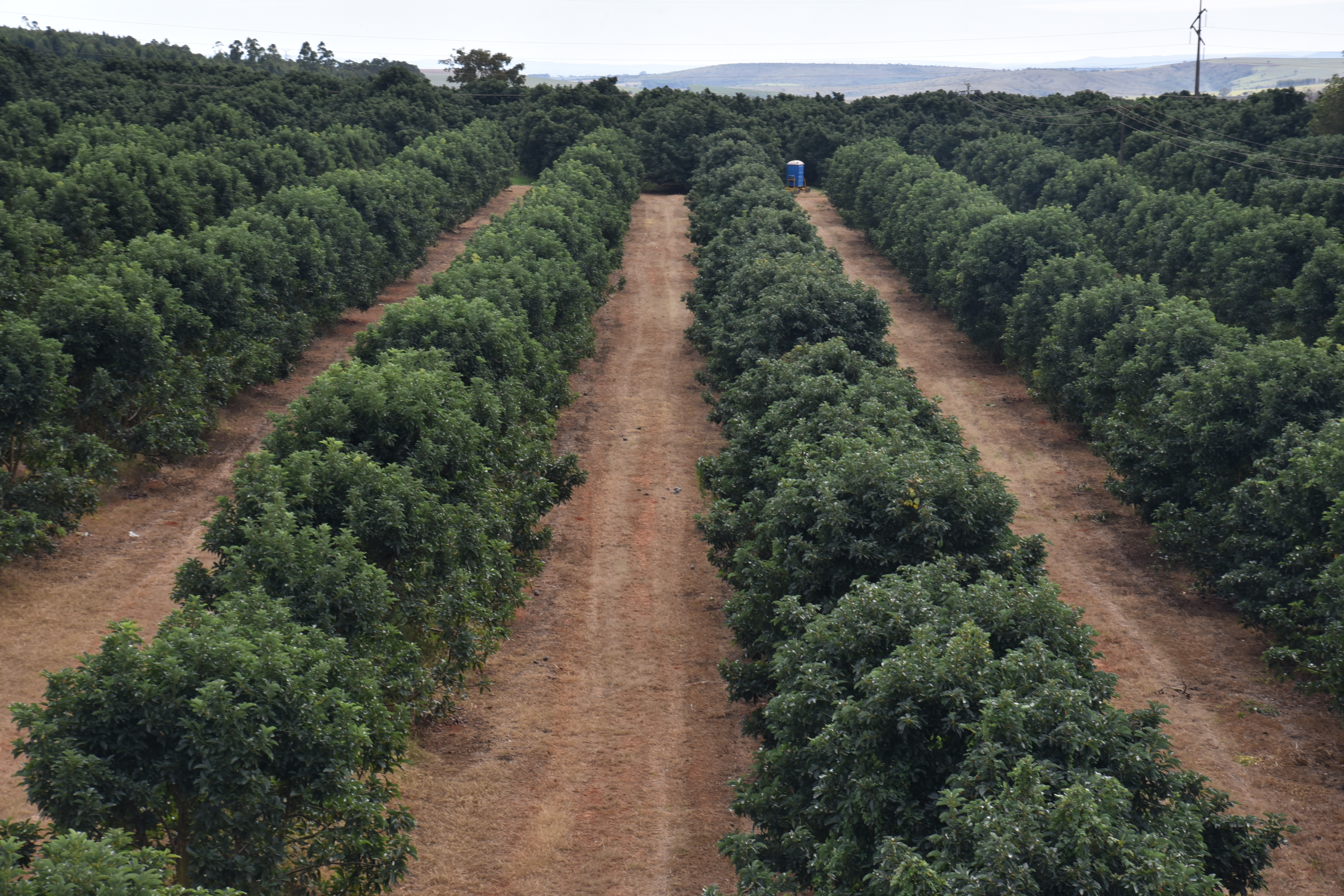 Pomares de abacate estão em expansão no Brasil