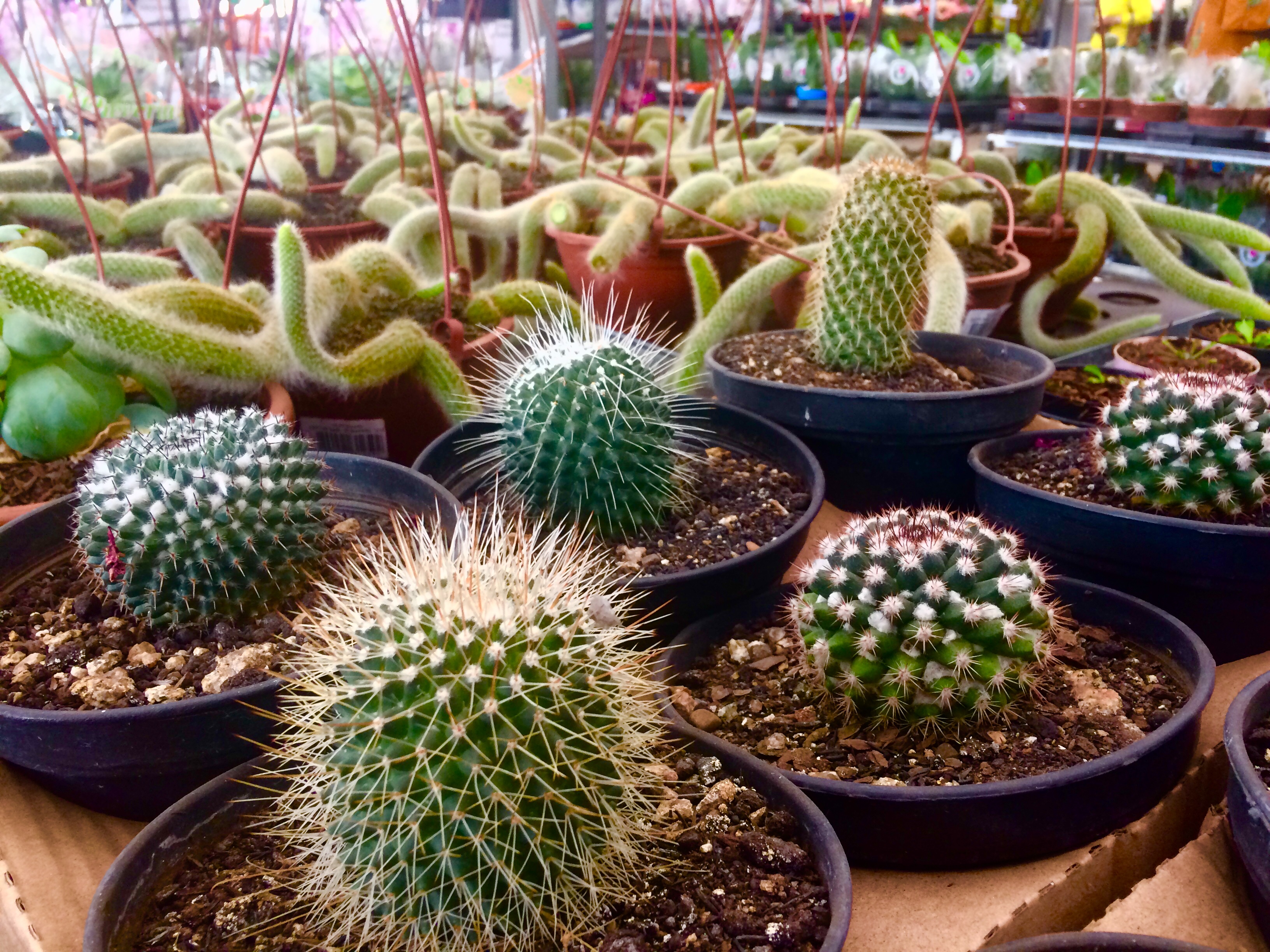 Comércio em alta: existem centenas de espécies de cactus disponíveis no mercado.