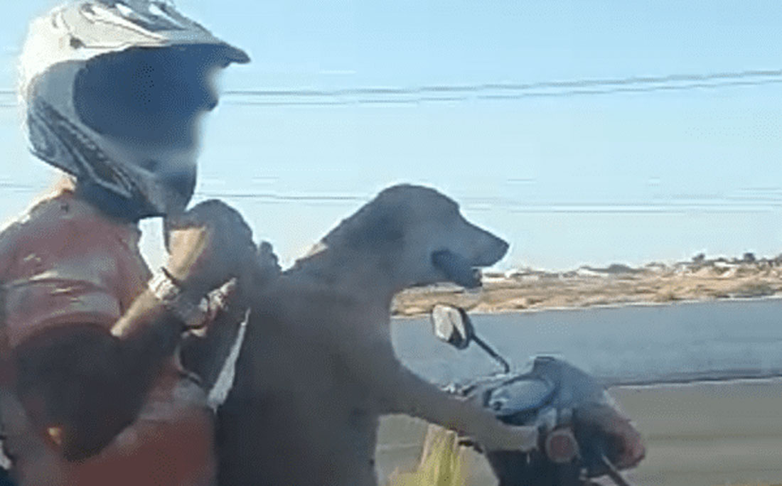 Vídeo Com Cachorro Pilotando Moto Viraliza Na Internet Jornal