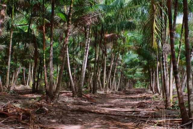 Com sede em Belém do Pará, há mais de 25 anos a Embrapa Amazônia Oriental mantem campos experimentais e pesquisas para desenvolver novas e mais produtivas variedades de açaí.