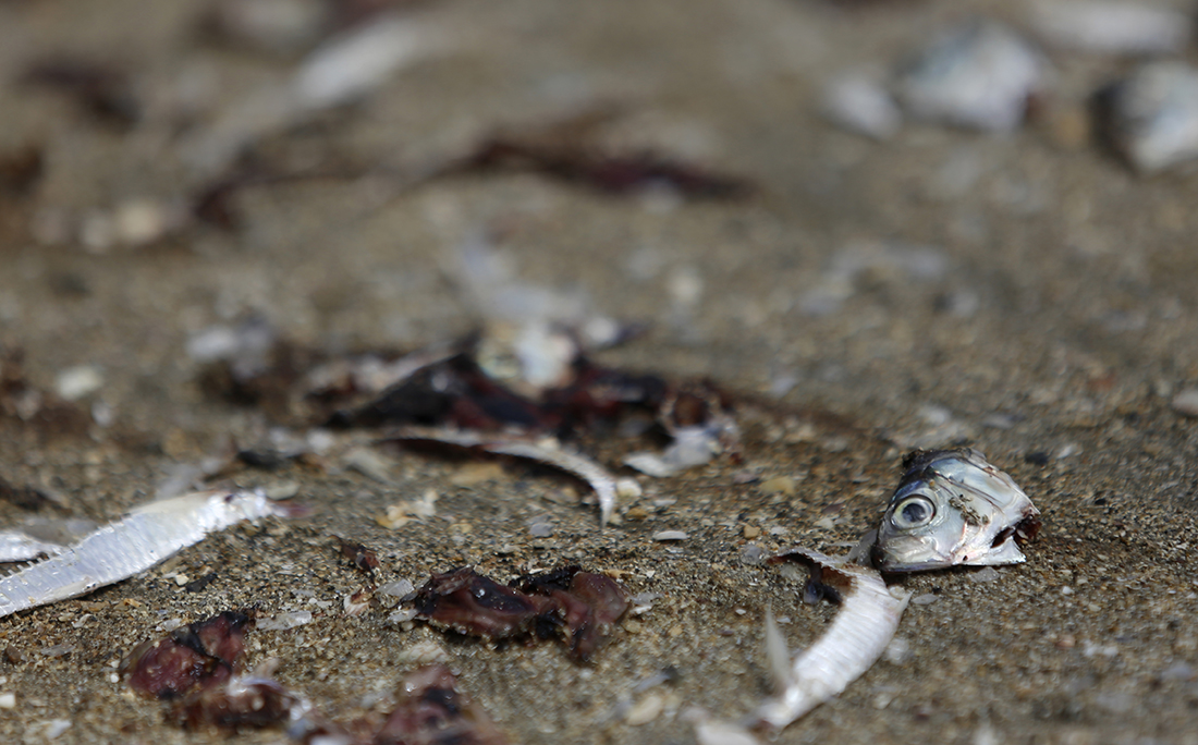 Restos dos peixes tratados ficam espalhados pela areia.