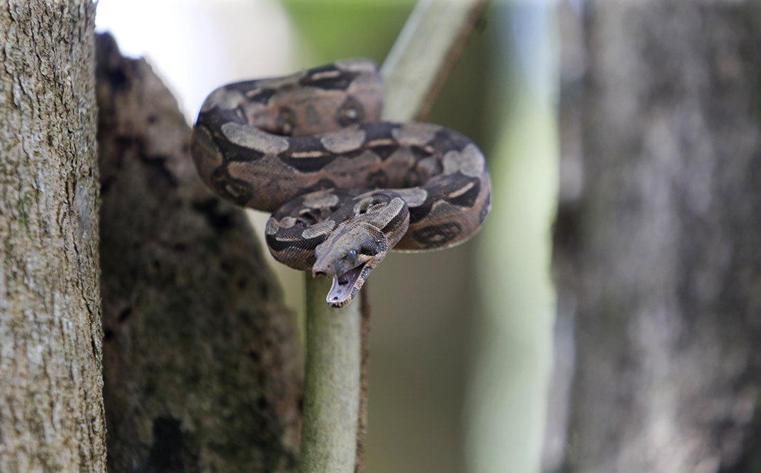 Além do campus da Ufba, outras áreas de soltura também receberam serpentes: o 19º Batalhão de Caçadores, o Museu de Ciência e Tecnologia da Bahia e o Parque da Cidade.